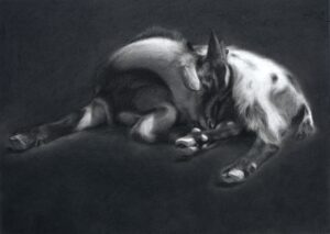 Afternoon Nap